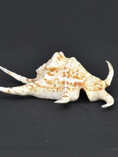 Spiny Spider Conch Shell (Lambis sp.) – Natural Sea Shell Specimen