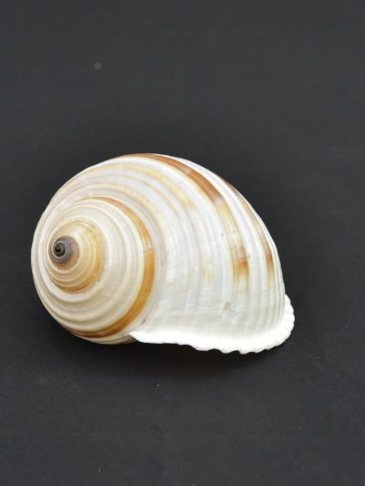 Natural Tun Shell – Decorative Marine Specimen